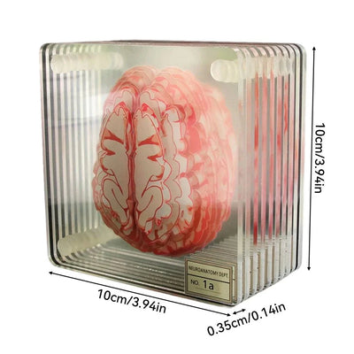 Novelty Ten Piece 'Brain' Coaster Set in Unique Design